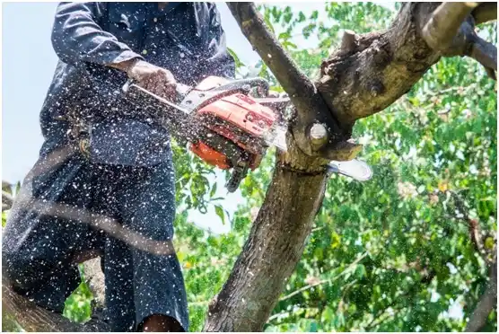 tree services Wyncote